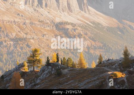 I larici d'autunno d'oro si distinguono contro le aspre montagne soleggiate delle Dolomiti in Trentino-alto Adige, in Italia, catturando la bellezza serena Foto Stock