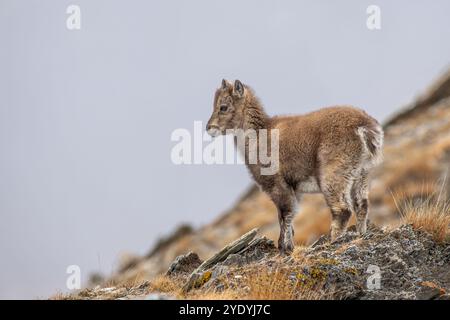 Carino stambecco alpino (Capra stambecco) con soffice cappotto invernale, in piedi su un prato alpino erboso. Ottobre. Foto Stock