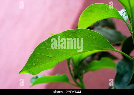 Gocce d'acqua sulle foglie di avocado Foto Stock