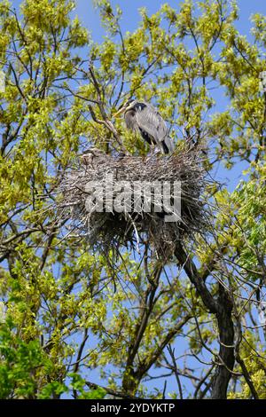 Great Blue Herons (Ardea herodias) sul nido nel Kensington Metropark, Michigan, Stati Uniti. Foto Stock