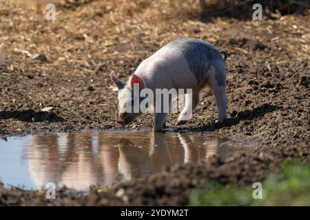 Suinetti-Sus scrofa domesticus beve da una pozza d'acqua. Norfolk Foto Stock