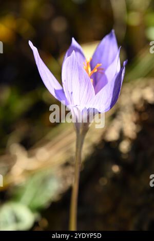 Fiori viola / blu e stami arancioni del croco autunnale, crocus speciosus, nel giardino britannico di ottobre Foto Stock