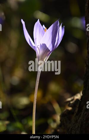 Fiori viola / blu e stami arancioni del croco autunnale, crocus speciosus, nel giardino britannico di ottobre Foto Stock