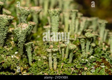 pebbled cup lichen, Cladonia pyxidata, catalogna, Spagna Foto Stock