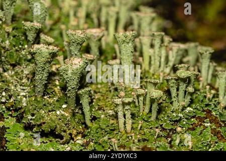 pebbled cup lichen, Cladonia pyxidata, catalogna, Spagna Foto Stock