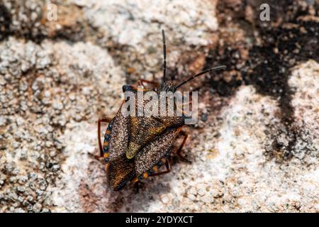 Insetto rosso, Carpocoris mediterraneus, su una roccia, Catalogna, Spagna Foto Stock