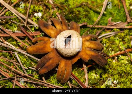 Barometro Earthstar, Astraeus hygrometricus, sulla foresta, Catalogna, Spagna Foto Stock