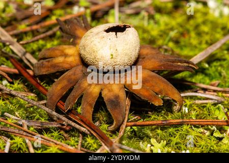 Barometro Earthstar, Astraeus hygrometricus, sulla foresta, Catalogna, Spagna Foto Stock