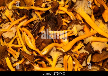 Mucchio di funghi del piede giallo, Craterellus lutescens, Catalogna, Spagna Foto Stock