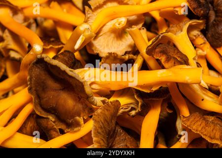 Mucchio di funghi del piede giallo, Craterellus lutescens, Catalogna, Spagna Foto Stock