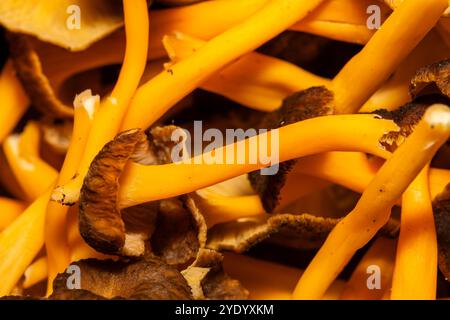 Mucchio di funghi del piede giallo, Craterellus lutescens, Catalogna, Spagna Foto Stock