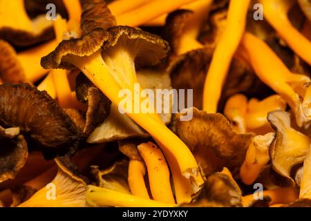 Mucchio di funghi del piede giallo, Craterellus lutescens, Catalogna, Spagna Foto Stock