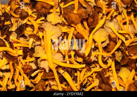 Mucchio di funghi del piede giallo, Craterellus lutescens, Catalogna, Spagna Foto Stock