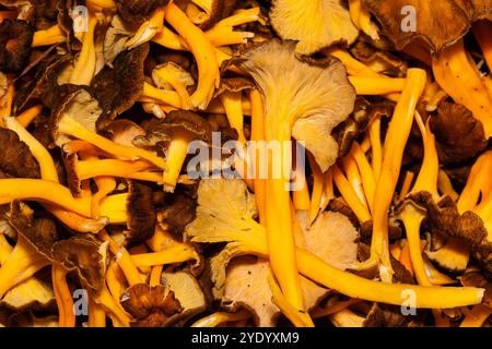 Mucchio di funghi del piede giallo, Craterellus lutescens, Catalogna, Spagna Foto Stock