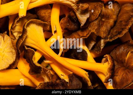 Mucchio di funghi del piede giallo, Craterellus lutescens, Catalogna, Spagna Foto Stock