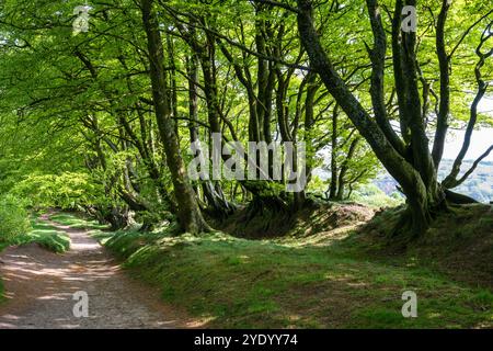 Un sentiero holloway, parte dell'antica strada pedonale ridgeway, attraversa un viale di faggi sulle colline Quantock nel West Somerset. Foto Stock