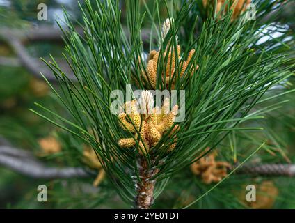 Coni di pino maschili che crescono su un ramo di pino che produce polline fresco in primavera. Foto Stock