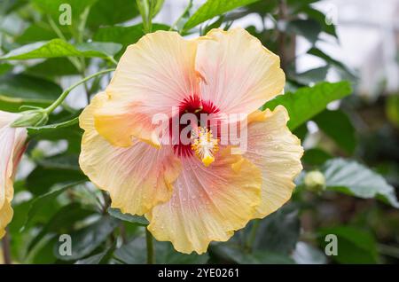 Bellissimo fiore di ibisco color crema e pesca con goccioline d'acqua in piena fioritura. Foto Stock