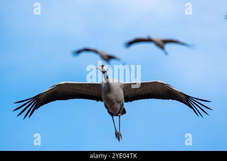 Gru comune, Grus grus, atterraggio, Gallocanta. Teruel, Aragona, Spagna Foto Stock