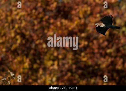 Un falco dalla coda rossa sorvola il fogliame autunnale lungo il fiume Schuylkill a Philadelphia, Pennsylvania. Foto Stock