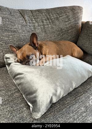 Un Bulldog francese addormentato su un divano sopra un cuscino d'argento. Foto Stock