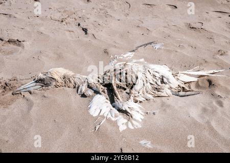 Uccello morto su una spiaggia sabbiosa, Delta dell'Ebro, Catalogna, Spagna Foto Stock