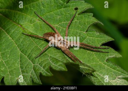 Ragno lupo, Hogna radiata, su una foglia verde, Spagna Foto Stock