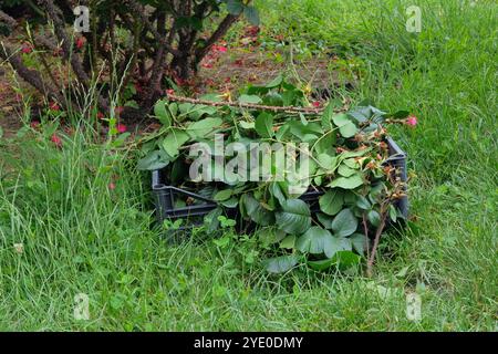 Mucchio di rami tagliati. Potare cespugli di rose nel giardino di campagna. Giardinaggio e architettura paesaggistica. Foto Stock