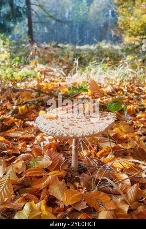 Foto ravvicinata di funghi ombrelloni in una foresta, messa a fuoco selettiva. Foto Stock