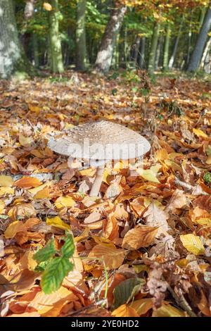 Foto ravvicinata di funghi ombrelloni in una foresta, messa a fuoco selettiva. Foto Stock