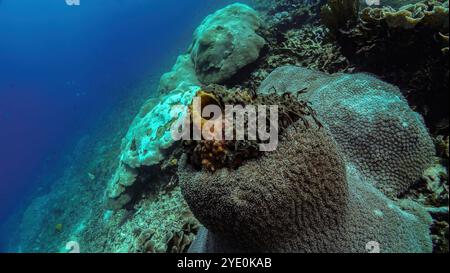 La colorata spugna a botte prospera tra diverse formazioni coralline sul fondo del mare, mostrando la vibrante biodiversità marina del mondo sottomarino di bali Foto Stock