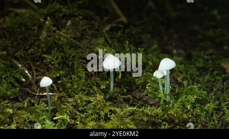 Delicati funghi bianchi spuntano da un letto di muschio verde vibrante al buio. Foto Stock