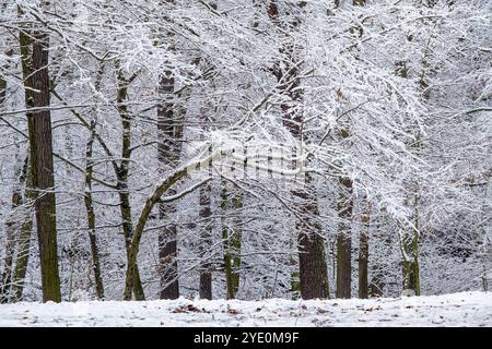 paesaggio fiabesco invernale, alberi innevati in inverno Foto Stock