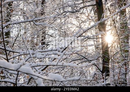 alberi ricoperti di neve con il sole che splende attraverso i rami Foto Stock