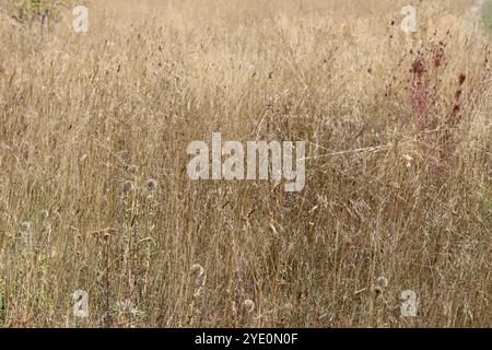 Erba secca in un prato di fiori selvatici della fine dell'estate Foto Stock