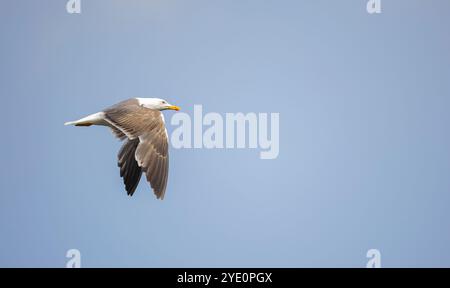 Il giovane gabbiano Larus fuscus con dorso nero si libra nel cielo blu Foto Stock