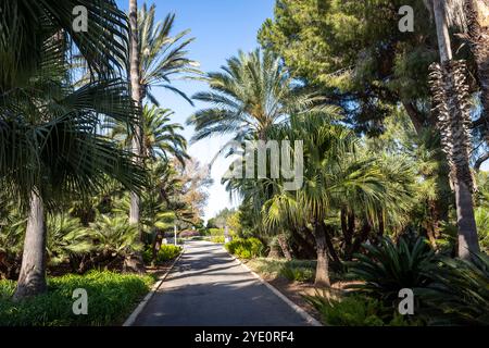 Il parco Ramat Hanadiv, Israele - 22 ottobre 2024, percorso con palme nei Giardini commemorativi del barone Edmond de Rothschild, Zichron Yaakov, Foto Stock