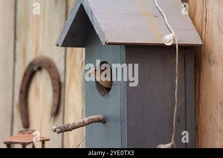 Gli uccelli sbirciano fuori da una casa per uccelli in legno in un ambiente rustico. Foto Stock