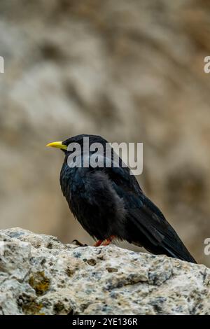 Un aratro alpino (Pyrhocorax graculus) sulle rocce della forcella Sassolungo (Langkofelscharte tedesca) del monte Langkofel (Sassolungo) Foto Stock