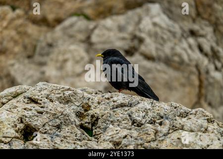 Un aratro alpino (Pyrhocorax graculus) sulle rocce della forcella Sassolungo (Langkofelscharte tedesca) del monte Langkofel (Sassolungo) Foto Stock