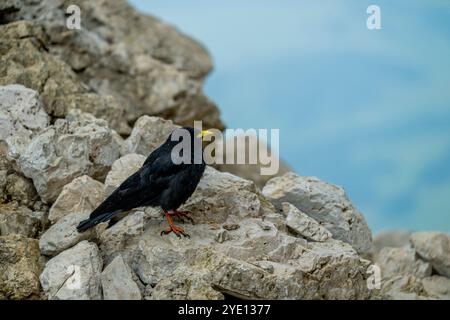 Un aratro alpino (Pyrhocorax graculus) sulle rocce della forcella Sassolungo (Langkofelscharte tedesca) del monte Langkofel (Sassolungo) Foto Stock