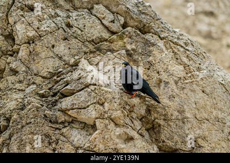 Un aratro alpino (Pyrhocorax graculus) sulle rocce della forcella Sassolungo (Langkofelscharte tedesca) del monte Langkofel (Sassolungo) Foto Stock