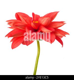 Fiore di Dhalia pinnata isolato su sfondo bianco Foto Stock