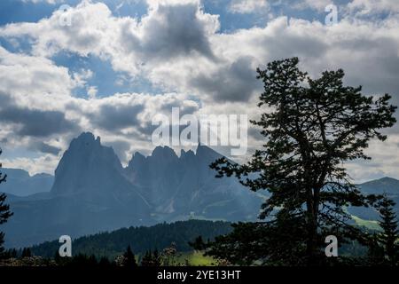 Vista del monte Langkofel (Sassolungo) dall'Almgasthof Mont Seuc, Alpe di Siusi, il più grande prato alpino d'alta quota di Euro Foto Stock