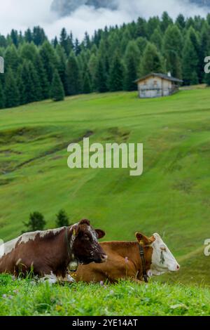 Mucche in un prato sull'Alpe di Siusi, il più grande prato alpino d'Europa, patrimonio dell'umanità dell'UNESCO sopra il Giardino della Val Foto Stock