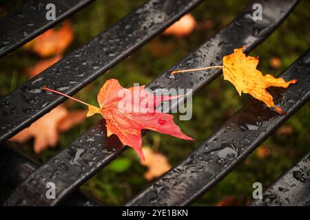 Primo piano di foglie d'acero cadute colorate sulla panca di ferro in autunno dopo la pioggia Foto Stock
