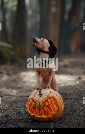 Un American Hairless Terrier si trova accanto a una zucca in una foresta buia. Il cane ha un aspetto festoso, circondato da un misterioso e spettrale ambientazione di Halloween. Foto Stock