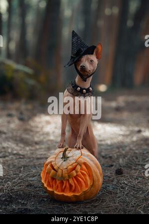 Un American Hairless Terrier si siede con una zucca e indossa un cappello da strega. Il cane appare giocoso e pronto per Halloween, circondato da una foresta spettrale Foto Stock