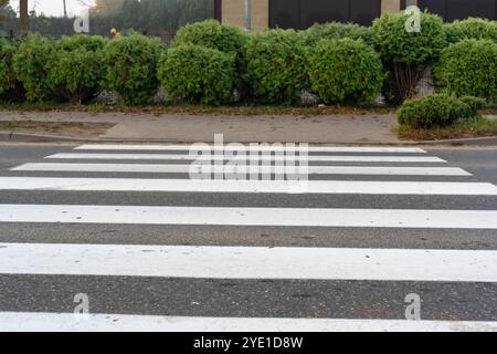 Passeggiata urbana con strisce zebrate bianche su una tranquilla strada residenziale, delimitata da cespugli verdi e marciapiede. Concetto di design urbano, pedonale saf Foto Stock