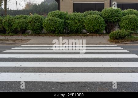 Zebra pedonale bianca che attraversa una tranquilla strada della città, costeggiata da arbusti verdi e marciapiede. Concetto di spazi urbani pedonali, sicuri per le strade Foto Stock